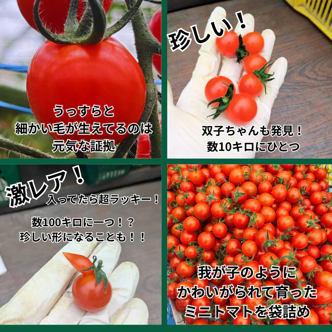 【3.4.5.6月限定】高糖度★収穫後すぐ発送！　高糖度紅すずめ　1500g　ミニトマト　こだわり農家の希少な逸品