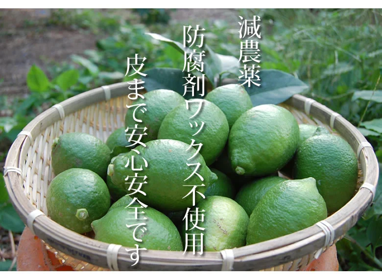 レモン 訳あり 国産レモン 送料無料 5kg 熊本県産 減農薬 防腐剤ワックス不使用 れもん グリーンレモン 国産