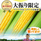 【TVで紹介】とうもろこし 卯野農場 すごあまこーん 12本入り 【3L~Lサイズ / 約3.6kg-4.8kg前後】  朝採り スイートコーン 《7-14営業日以内に発送予定（土日祝除く）》