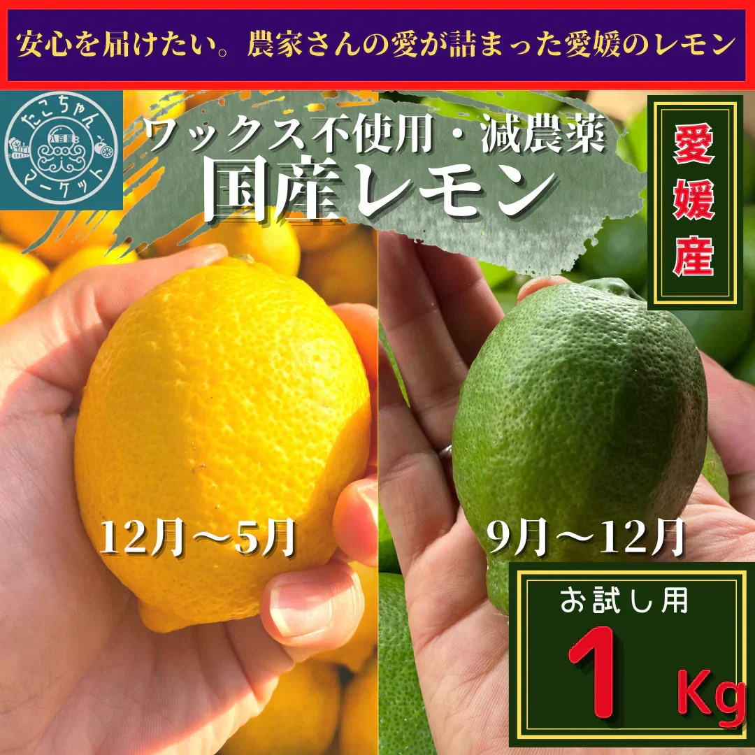 予約販売　ワックス・防腐剤など不使用！国産レモン　愛媛県産　1kg 10球前後　レモン・グリーンレモン