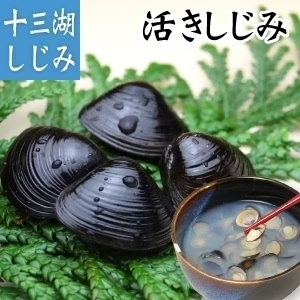 青森県十三湖 しじみ貝(活) 中粒3kg