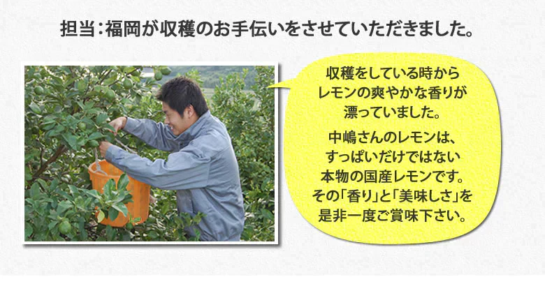【9月下旬～10月上旬頃より順次出荷】レモン 国産レモン 送料無料 4kg 2S～L  熊本県産 減農薬 防腐剤ワックス不使用 れもん グリーンレモン 国産