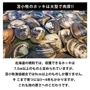 マルトマ プレミアム ほっきカレー【1人前×1箱】新千歳空港 お土産 まるとま ホッキカレー 苫小牧 テレビで話題