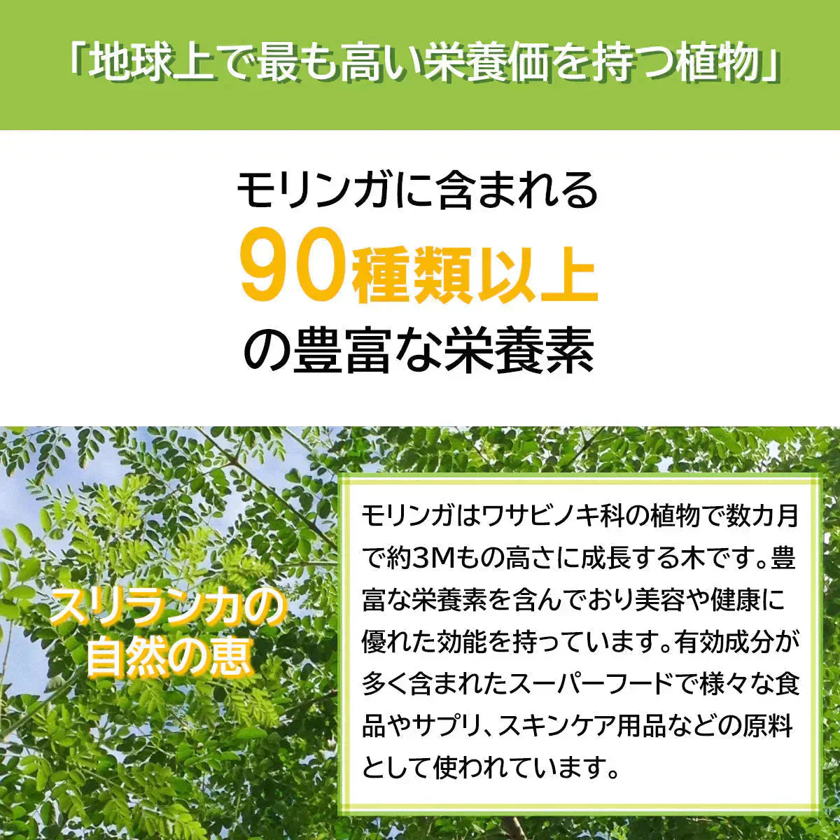 モリンガパウダー 有機 オーガニック 100g 100% モリンガ茶 スーパーフード 粉末 モリンガ パウダー 有機JAS認定 スリランカ セイロン 無添加 健康 栄養 ヴィーガン ビーガン 美容 サプリ 無農薬