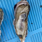 【生食可】バーベキューでも大活躍！人気商品！宮城県産 冷凍牡蠣3kg（箱込み）生牡蠣 生食 美味しい 冷凍牡蠣 生ガキ 生食用カキ お取り寄せ 殻付き牡蠣 高鮮度 贈り物 お取り寄せグルメ 贈答用 お中元