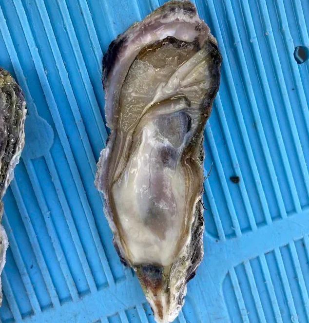 【生食可】バーベキューでも大活躍！人気商品！宮城県産 冷凍牡蠣3kg（箱込み）生牡蠣 生食 美味しい 冷凍牡蠣 生ガキ 生食用カキ お取り寄せ 殻付き牡蠣 高鮮度 贈り物 お取り寄せグルメ 贈答用 お中元