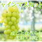 【7月下旬～8月上旬頃より順次出荷】シャインマスカット ぶどう 送料無料 2kg 3〜5房 九州産 マスカット 葡萄 ブドウ