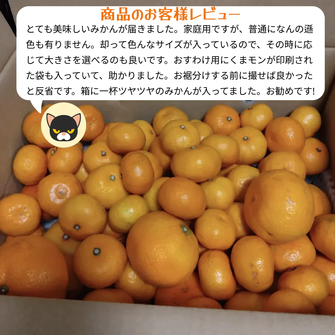 熊本産 みかん 訳あり 約10kg（箱込10kg 9kg+保証分500g）ご家庭用 送料無料 ※不良500g以上の場合は再送対応可能【ご新規さん限定商品】