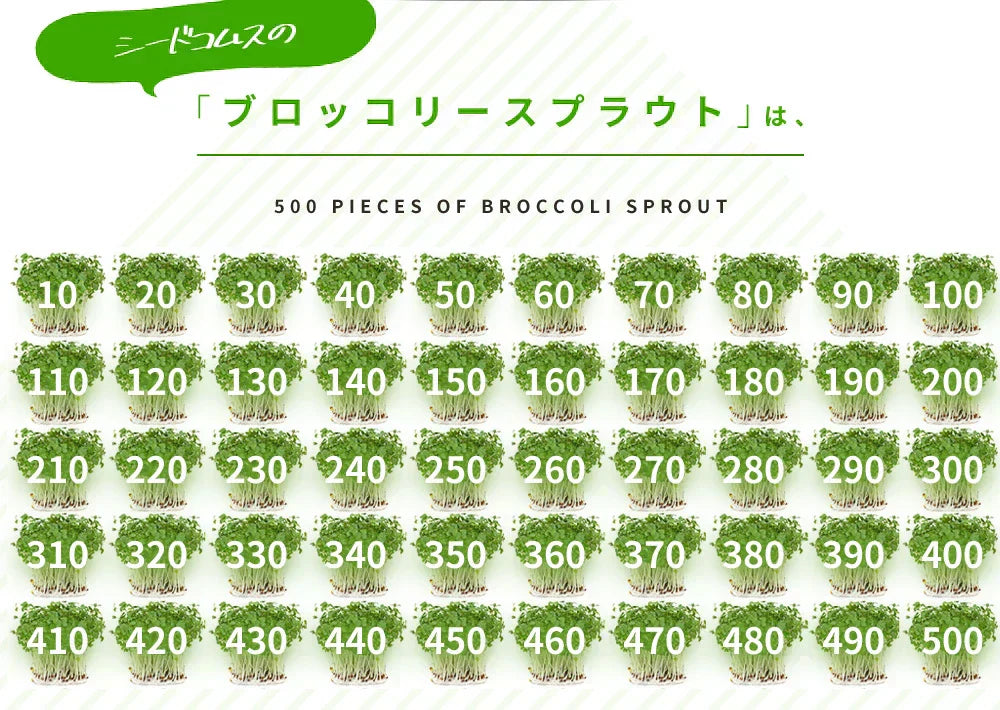ブロッコリースプラウト《約6ヶ月分》