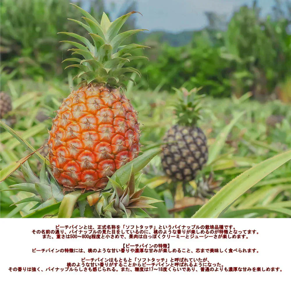 ピーチパイン　1.8ｋｇ（2〜5本）　西表島産　アララガマ農園　ソフトタッチ　ミルクパイン　パイナップル　パイン　60サイズ