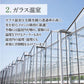 【豊洲市場直送】静岡県産クラウンメロン 1玉