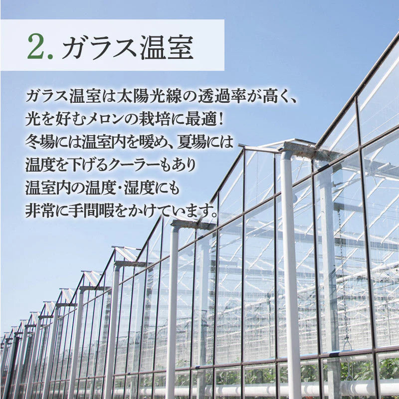 【豊洲市場直送】静岡県産クラウンメロン 1玉