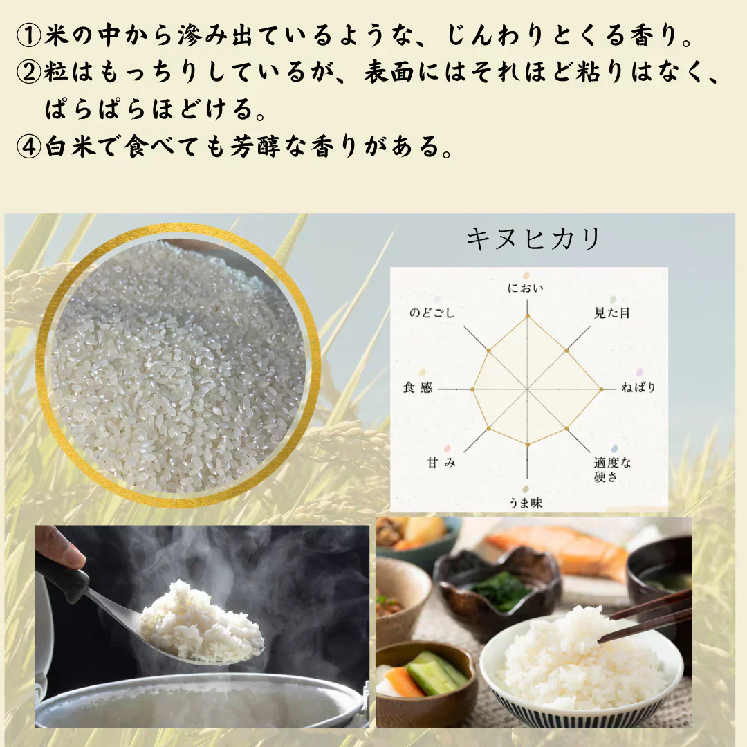 農薬不使用！愛媛の自然が育んだキヌヒカリ（白米）　10Kg　令和7年度　新米　きぬひかり　愛媛県産　お米・新米・無農薬