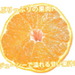 デコポン 同品種 訳あり デコみかん 10kg 箱込 (内容量9kg+補償分500g) 送料無料 熊本県産 フルーツ お取り寄せ みかん ミカン 蜜柑 不知火