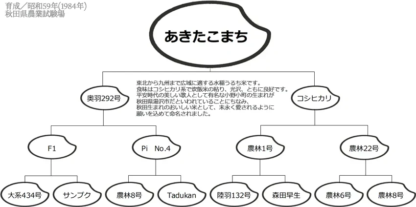 【令和7年産】無洗米 あきたこまち 無洗米 10kg 秋田小町 5kg×2 2025年産 人気銘柄