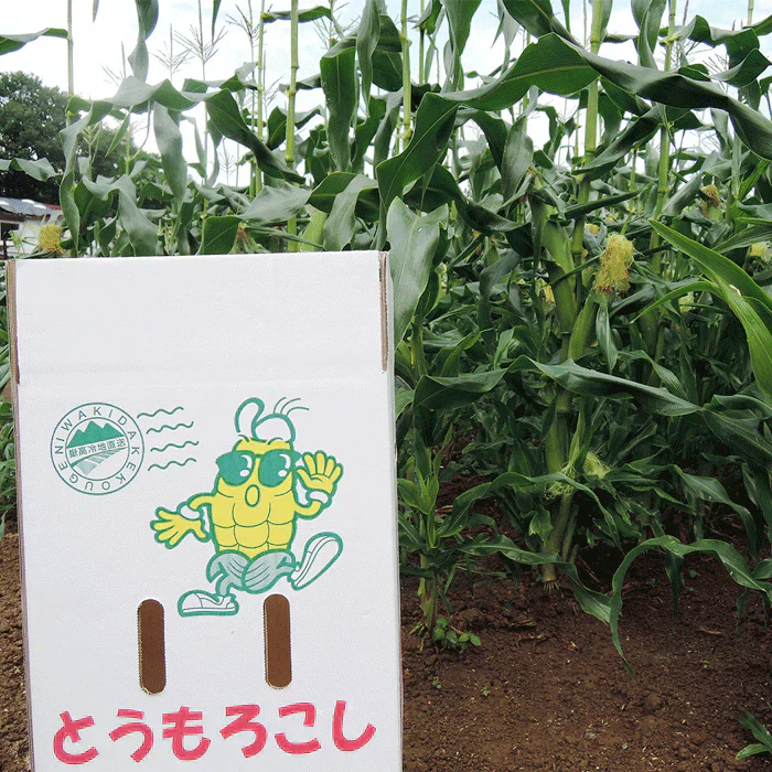 【8月下旬-9月下旬頃発送】嶽きみ とうもろこし 青森県が誇るプレミアム 24本セット まるで果物のような甘さ トウモロコシ コーン