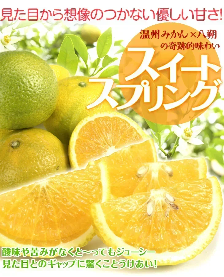 みかん 熊本産 スイートスプリング 10kg ご家庭用 (発送予定：2027年1月下旬より)