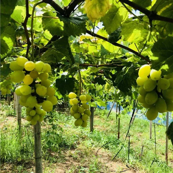 【クール便発送】シャインマスカット 約2kg(2〜6房) 熊本産・福岡・大分産  80サイズ