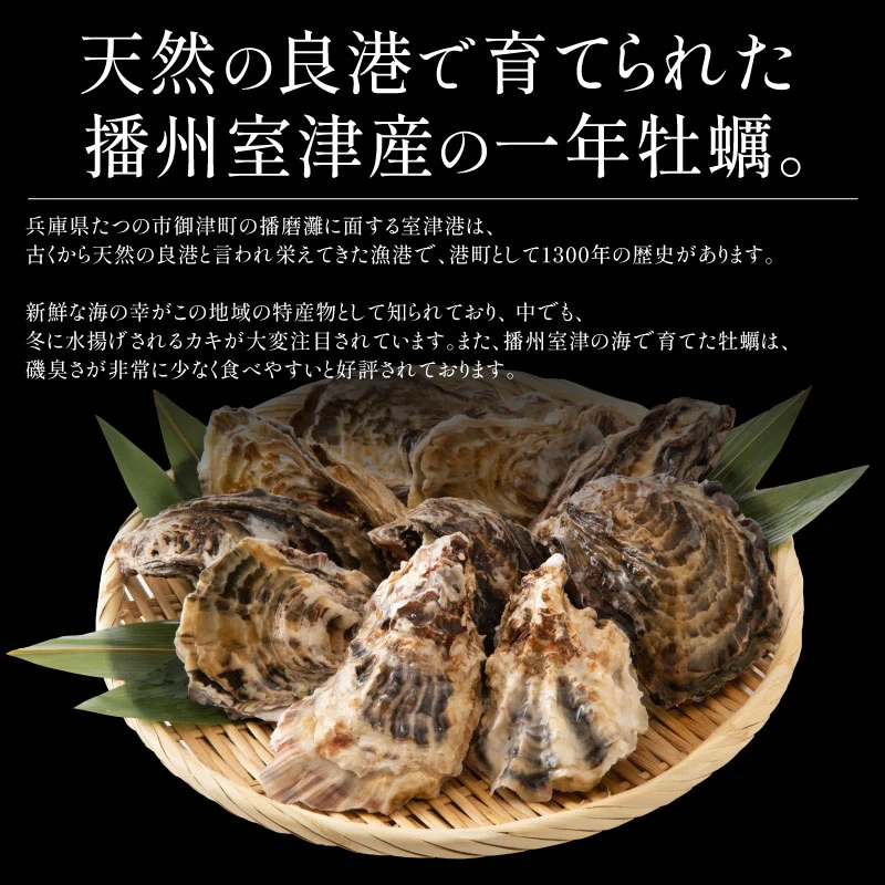 2L、Mサイズが選べる　カキ 牡蠣 かき 生食用 殻付き 1kg　Mサイズ（14～16個）　冷凍 ［送料無料］ 生牡蠣 生食 美味しい 冷凍牡蠣 生ガキ 生食用カキ お取り寄せ 殻付き牡蠣 高鮮度 贈り物 お取り寄せグルメ 贈答用