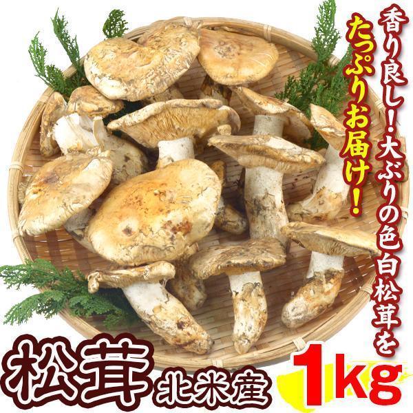 松茸 約1kg 北米産 ご家庭用【発送予定：11月中旬より】