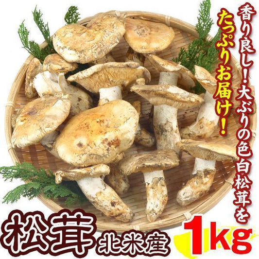松茸 約1kg 北米産 ご家庭用【発送予定：11月中旬より】