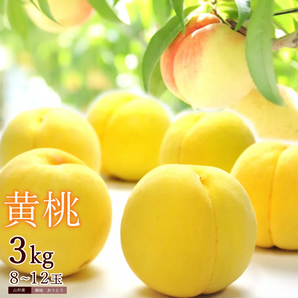 黄桃 約3kg 8-12玉入り 化粧箱 もも 桃 モモ ギフト お中元 黄色い桃 山形産 産地直送
