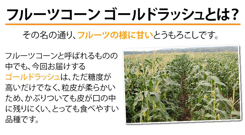 とうもろこし ゴールドラッシュ 送料無料 3.5～4kg 《クール便でお届け》 九州産 味来 極甘フルーツコーン スイートコーン 野菜