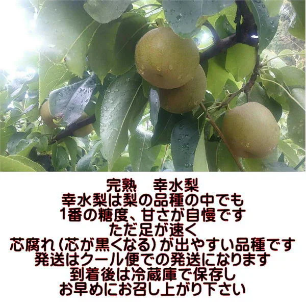 完熟 幸水 梨 訳あり 熊本産 箱込5kg (約8～24玉)【クール便発送】【7月下旬より発送】