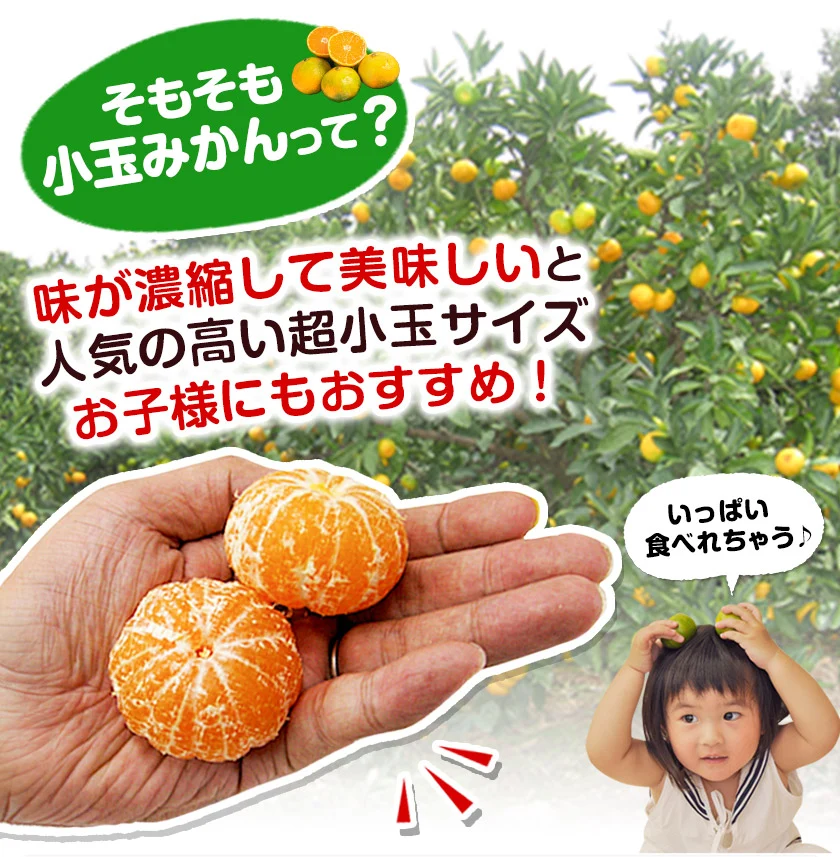 【大容量】熊本県産 訳あり 小玉 みかん 9kg 熊本 送料無料 小玉みかん ミカン フルーツ お取り寄せ 柑橘 フルーツ 果物   《9月中旬-10月中旬頃より発送予定》
