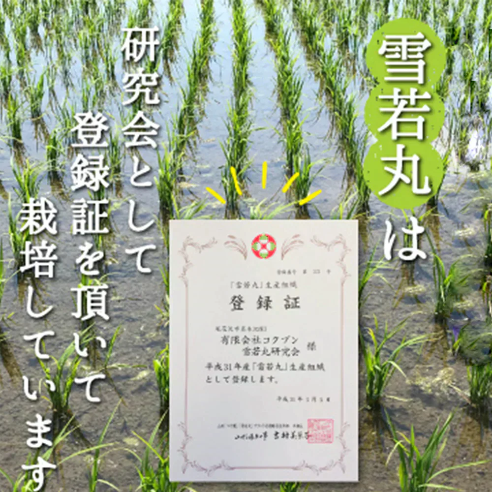 米 10kg 雪若丸 精米 山形県産 送料無料 令和6年産 ギフト 単一原料米 ブランド米 こめ コメ 白米 産地直送 kkb-006