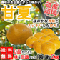 甘夏 訳あり 5kg みかん 蜜柑 ご家庭用 箱買い B品 サイズミックス あまなつ 柑橘 フルーツ 果物 産地直送 愛媛県産 YDF-014