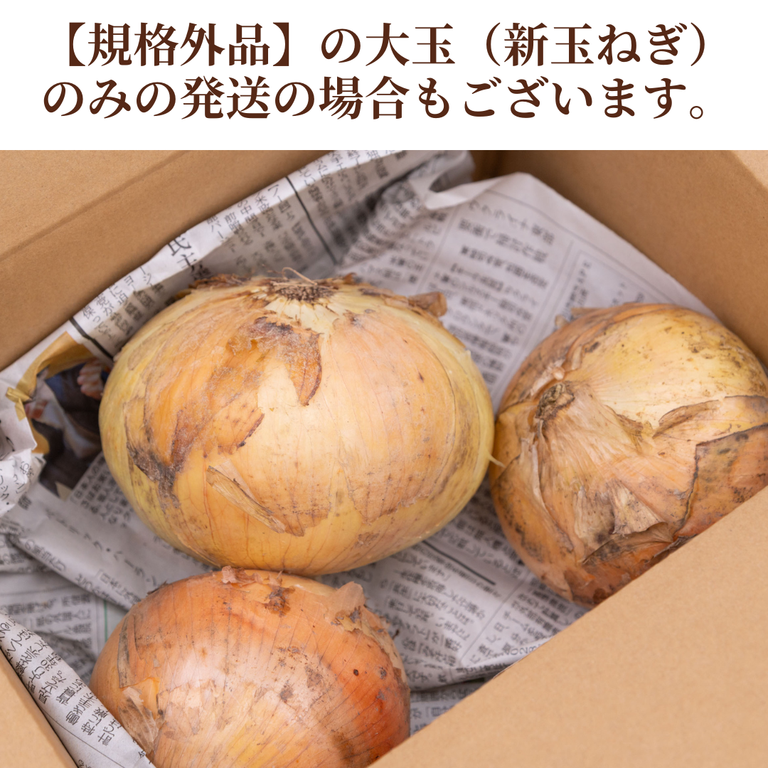 【国産！家計応援価格！】 規格外品_サイズランダムたまねぎ 1.6kg（最低保証1.5kg）玉葱 玉ねぎ タマネギ サラダ カレー 和食 野菜 惣菜 送料無料【カウシェファーム収穫対象商品】