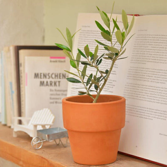 オリーブ陶器鉢植え　観葉植物