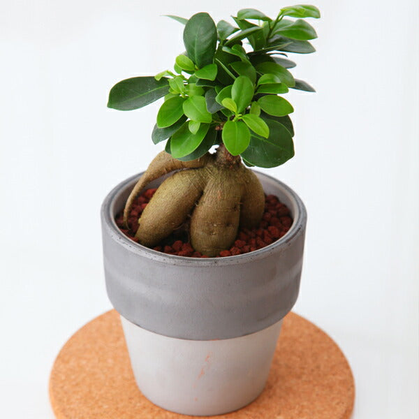 ガジュマル陶器鉢植え　観葉植物