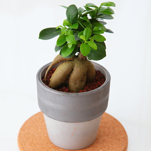 ガジュマル陶器鉢植え　観葉植物