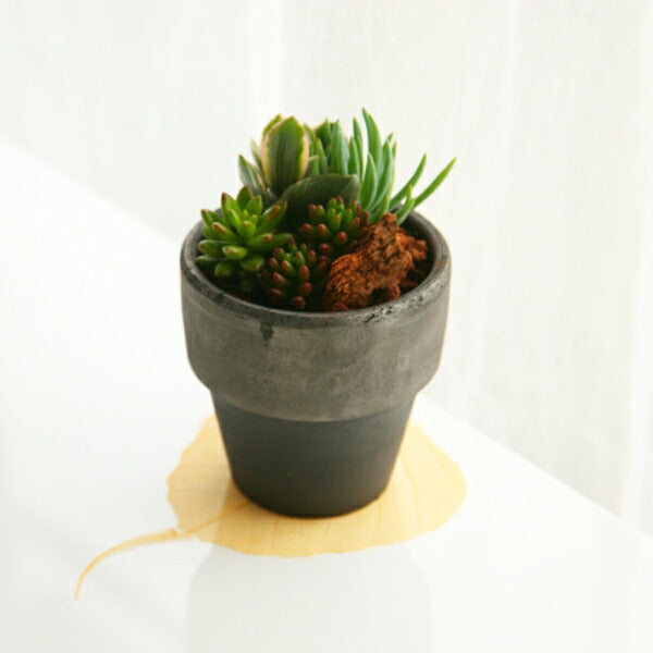 【3人シェア買いでお得】多肉植物寄せ植え　観葉植物