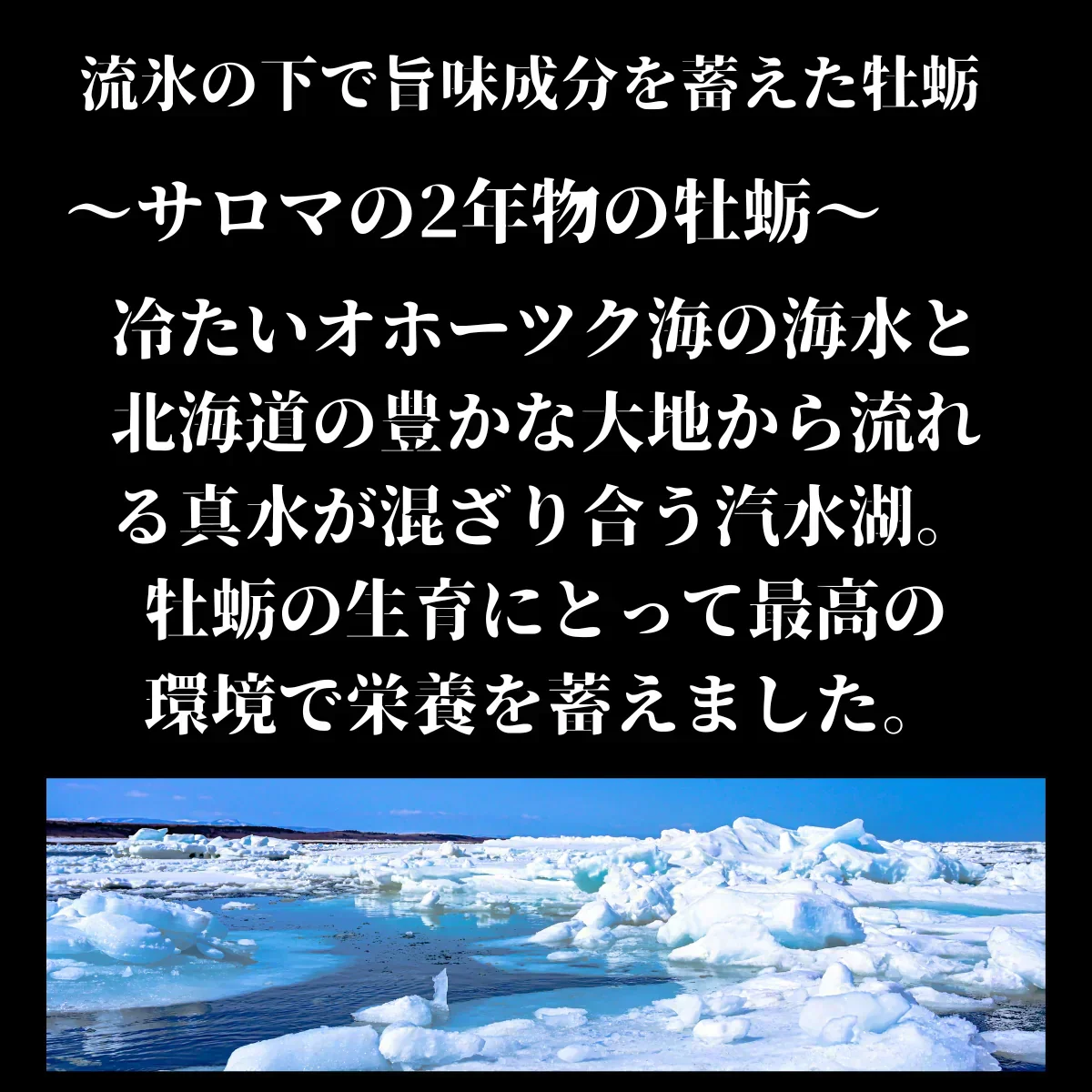 北海道 牡蠣 3Kg カキ サロマ湖産 生カキ 産地直送 生食用 殻付 カキ殻 大粒 殻 付き 牡蠣 グラタン牡蠣 北海道 お歳暮 年末 3キロ プリプリ 牡蠣 殻付き 牡蠣 ギフト 冷蔵 生きたまま 活牡蠣 かき 牡蠣 生食 紋別 冬グルメ