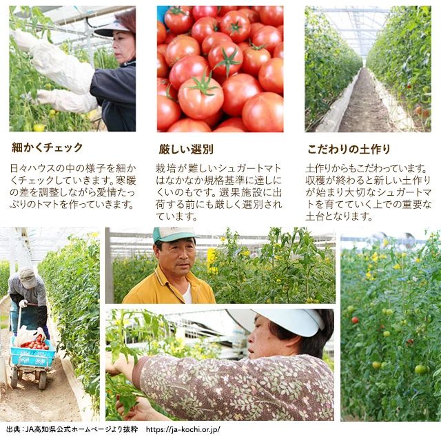 高知県日高村のフルーツトマト入りスープ25包 個包装 送料無料