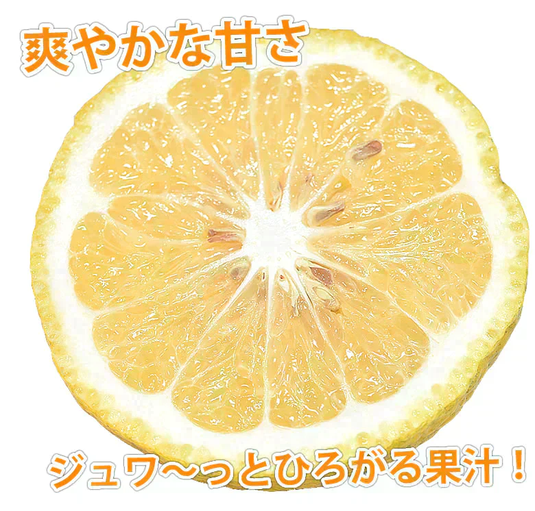 はるか みかん 10kg 箱込（内容量9kg＋補償分500g) 送料無料 訳あり 無選別 熊本県産 はるかみかん ミカン 蜜柑