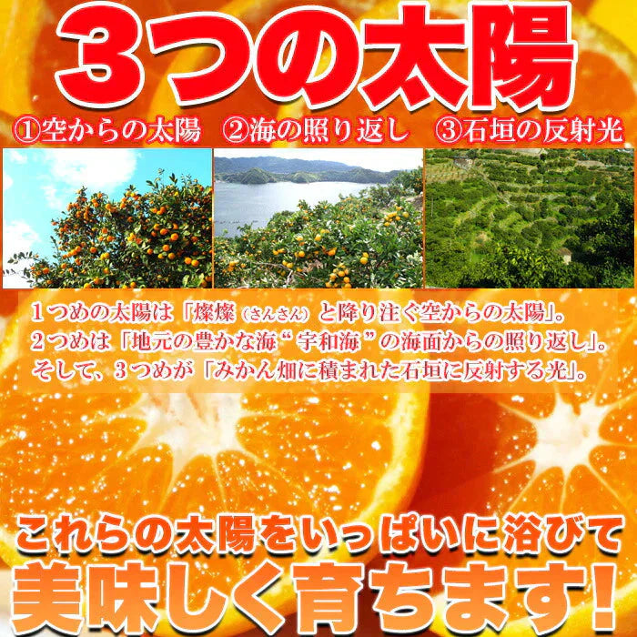 えひめのあまーい 冷凍 みかん どっさり21個(7個入×3袋・約900ー1000g)愛媛県西宇和産みかん100%使用!