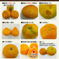 産地直送 熊本県産 みかん 訳あり 送料無料 熊本ミカン 大玉 小玉 不選別 規格外 果物 柑橘 九州 訳アリ 蜜柑 みかん 3-7営業日以内に発送予定（土日祝除く）