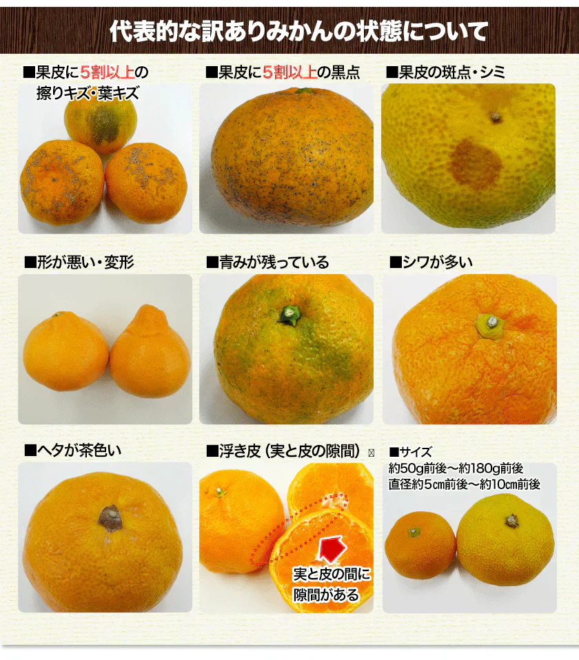 産地直送 熊本県産 みかん 訳あり 送料無料 熊本ミカン 大玉 小玉 不選別 規格外 果物 柑橘 九州 訳アリ 蜜柑 みかん 3-7営業日以内に発送予定（土日祝除く）