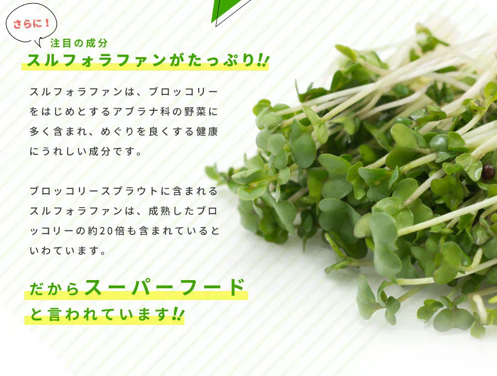 ブロッコリースプラウト《約6ヶ月分》