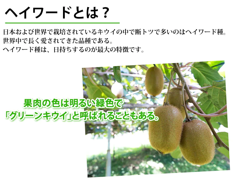 キウイフルーツ ヘイワード 送料無料 約1kg 7～14玉入り 福岡県産 グリーンキウイ フルーツ
