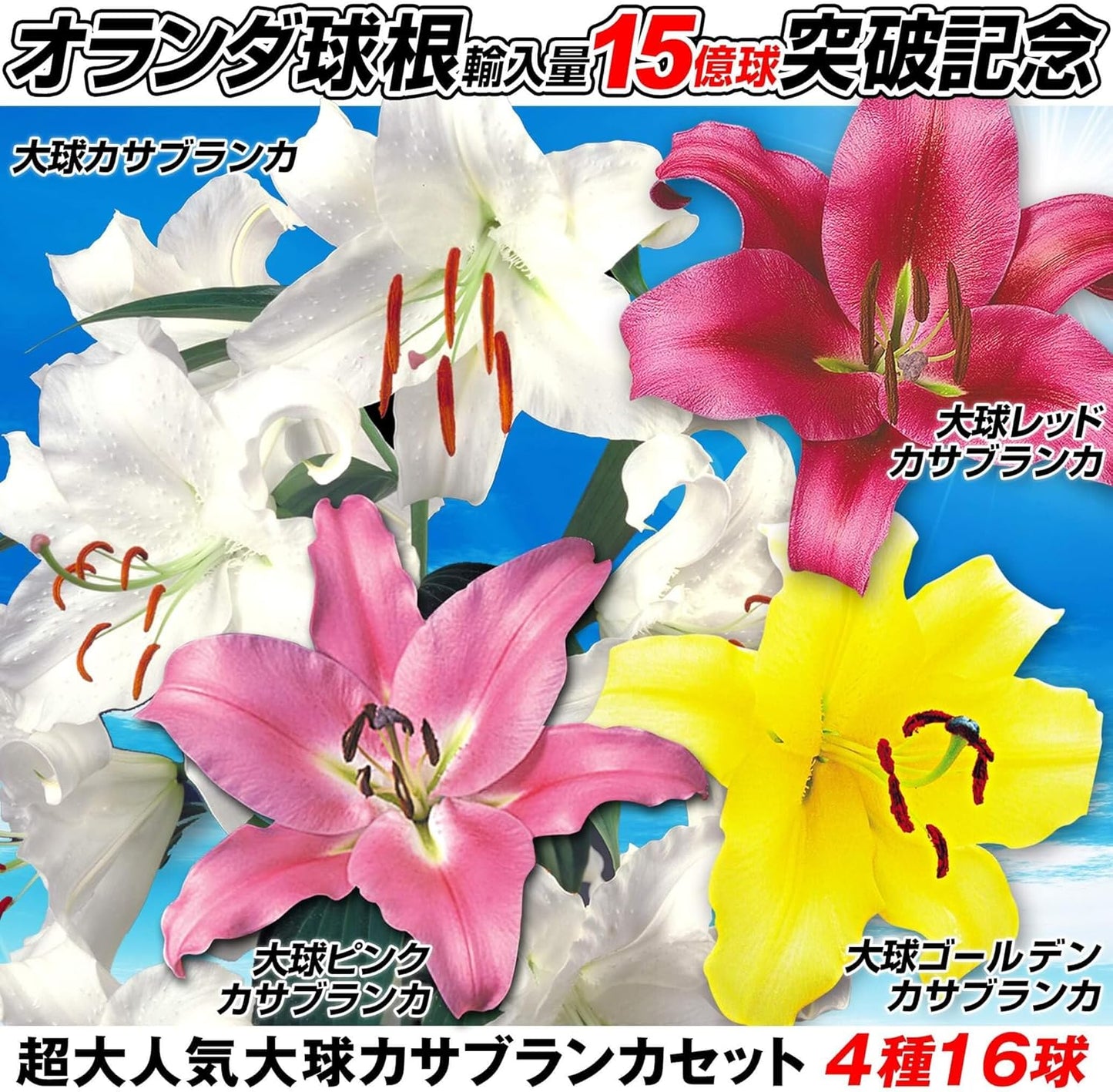 ユリ 球根 超大人気大球 カサブランカセット 4種16球(各4球)[発送は翌年1月～となります。]