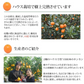金柑 みかん 完熟フルーツきんかん 送料無料 1kg 熊本県産 ハウス栽培 柑橘