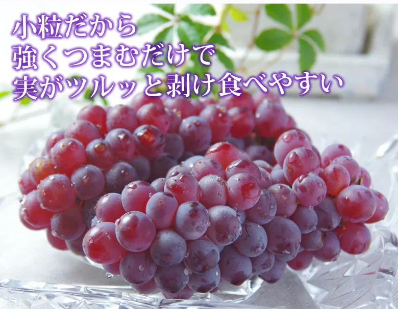 【6月下旬～7月上旬頃より順次出荷】デラウェア ぶどう 送料無料 1kg 8～10房 福岡県産 葡萄 黒ぶどう 巨峰 藤稔 ピオーネ