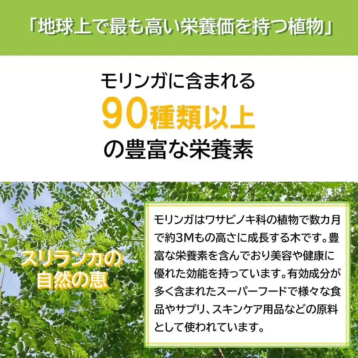 【ご注文殺到につき入荷待ち】 モリンガパウダー 有機 オーガニック 100g 100% モリンガ茶 スーパーフード 粉末 モリンガ パウダー 有機JAS認定 スリランカ セイロン 無添加 健康 栄養 ヴィーガン ビーガン 美容 サプリ 無農薬