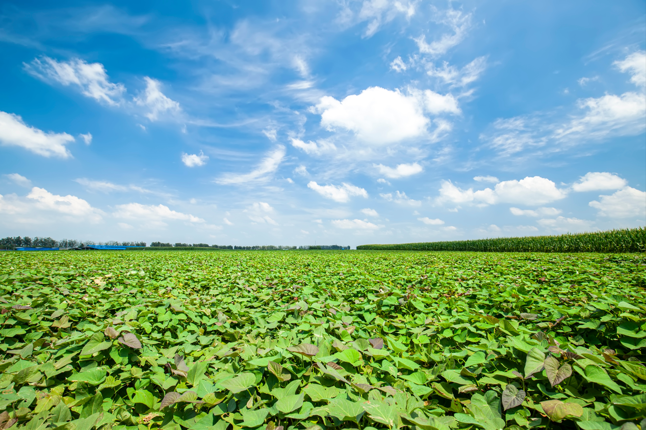 箱いっぱいシリーズ！房総野菜！シルクスイート　2キロ　詰め合わせ　さつまいも　甘くておいしいさつまいも　産地直送　産直