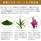 エビス〔ebis〕エクセレントバイオEX100(10mL)プラセンタ原液 原液【BD】メール便で【送料無料】美容液原液メB